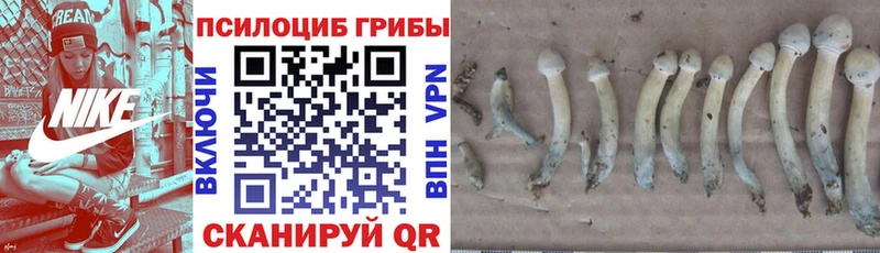 кракен зеркало  где можно купить   Стародуб  мориарти Telegram  Галлюциногенные грибы ЛСД 
